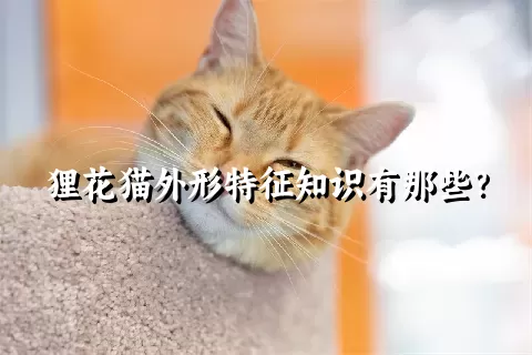 狸花猫外形特征知识有那些？