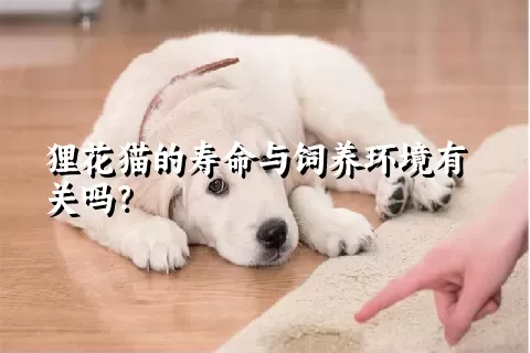 狸花猫的寿命与饲养环境有关吗？