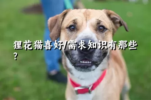 狸花猫喜好/需求知识有那些？