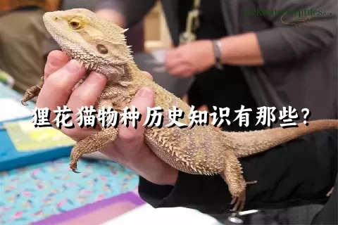 狸花猫物种历史知识有那些？