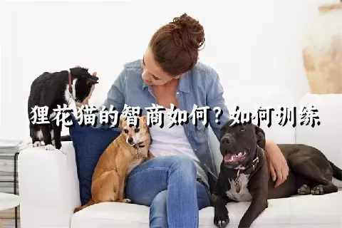 狸花猫的智商如何？如何训练