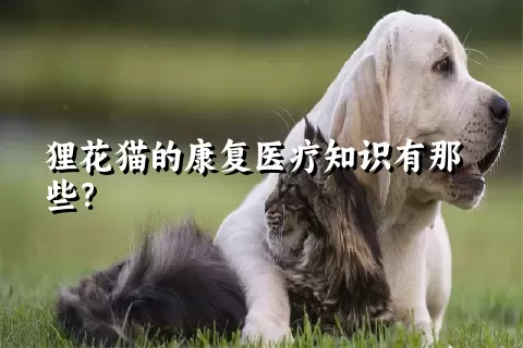 狸花猫的康复医疗知识有那些？