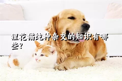 狸花猫纯种杂交的知识有哪些？ 