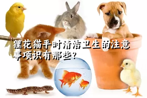 狸花猫平时清洁卫生的注意事项识有那些？ 