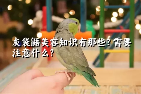 灰袋鼯美容知识有那些？需要注意什么？