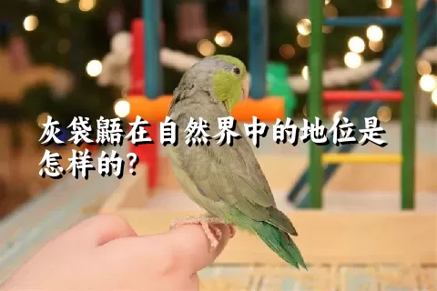 灰袋鼯在自然界中的地位是怎样的？