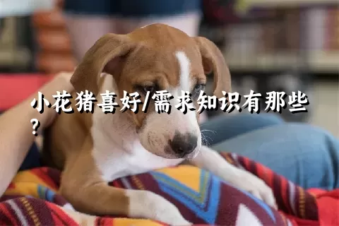 小花猪喜好/需求知识有那些？