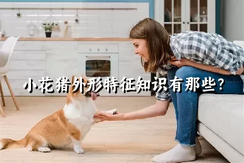 小花猪外形特征知识有那些？