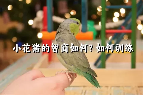 小花猪的智商如何？如何训练