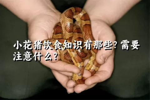 小花猪饮食知识有那些？需要注意什么？