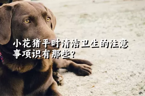 小花猪平时清洁卫生的注意事项识有那些？ 