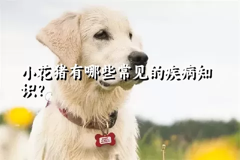 小花猪有哪些常见的疾病知识？