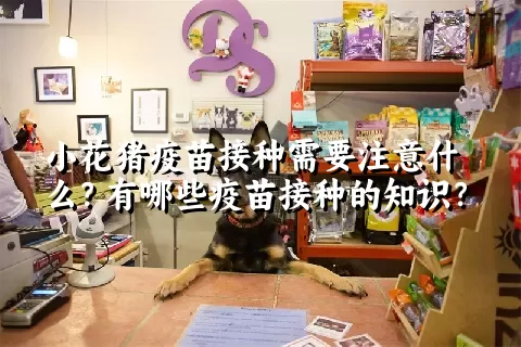 小花猪疫苗接种需要注意什么？有哪些疫苗接种的知识？