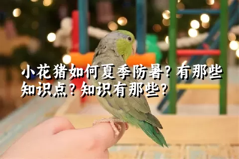 小花猪如何夏季防暑？有那些知识点？知识有那些？