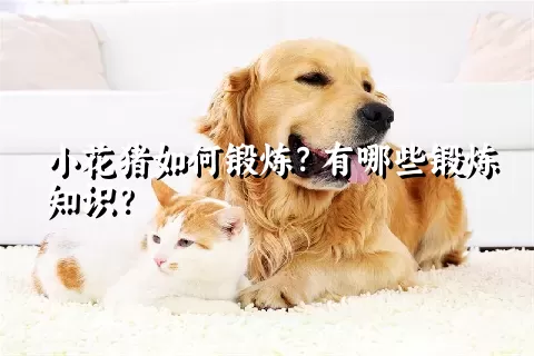 小花猪如何锻炼？有哪些锻炼知识？