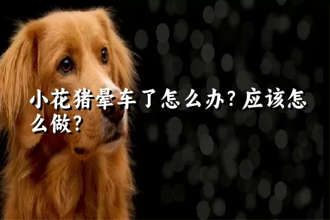 小花猪晕车了怎么办？应该怎么做？