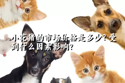 小花猪的市场价格是多少？受到什么因素影响？