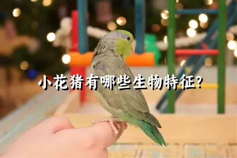 小花猪有哪些生物特征？