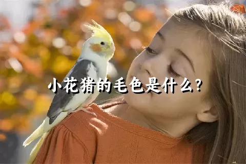 小花猪的毛色是什么？