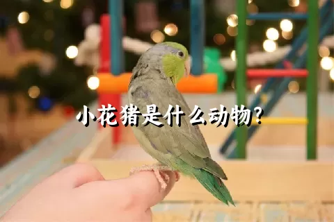 小花猪是什么动物？