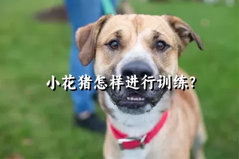 小花猪怎样进行训练？