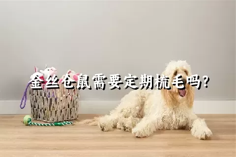 金丝仓鼠需要定期梳毛吗？