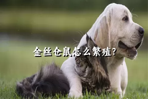 金丝仓鼠怎么繁殖？