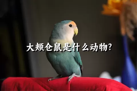 大颊仓鼠是什么动物?