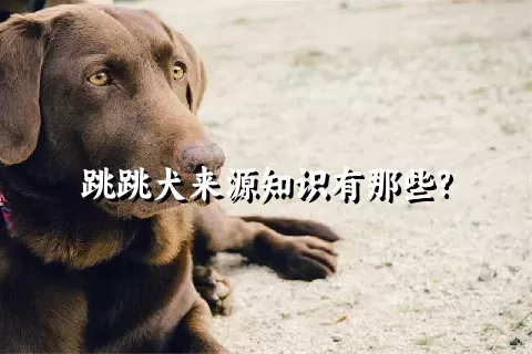 跳跳犬来源知识有那些?