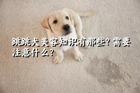 跳跳犬美容知识有那些？需要注意什么？