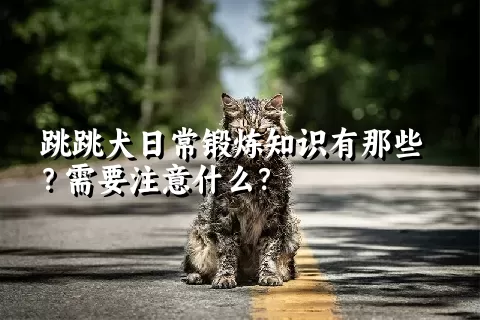 跳跳犬日常锻炼知识有那些？需要注意什么？