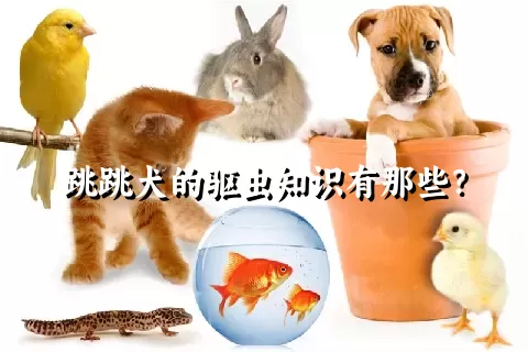 跳跳犬的驱虫知识有那些？