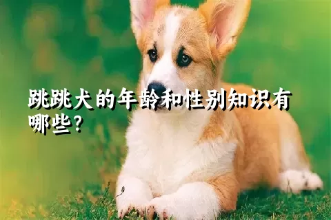 跳跳犬的年龄和性别知识有哪些？