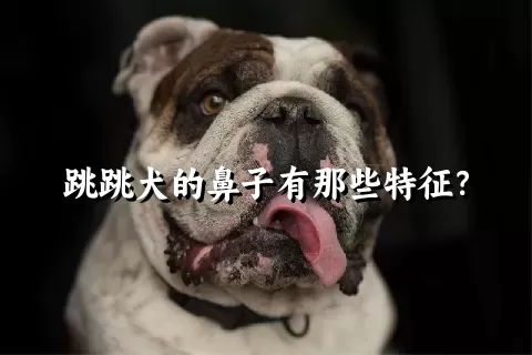 跳跳犬的鼻子有那些特征？