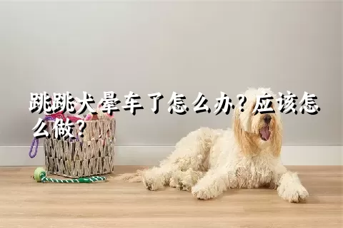 跳跳犬晕车了怎么办？应该怎么做？