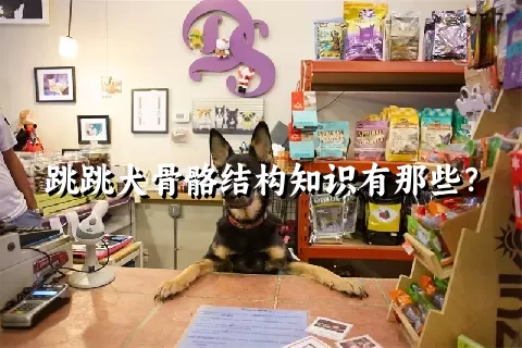 跳跳犬骨骼结构知识有那些？