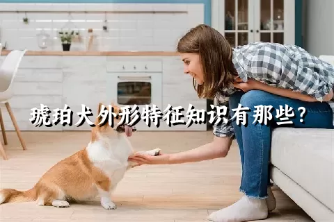 琥珀犬外形特征知识有那些？