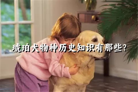 琥珀犬物种历史知识有那些？