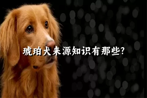 琥珀犬来源知识有那些?