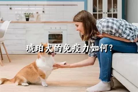 琥珀犬的免疫力如何？