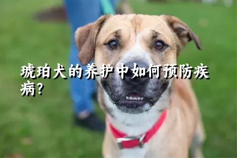 琥珀犬的养护中如何预防疾病？