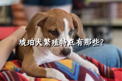 琥珀犬繁殖特点有那些？