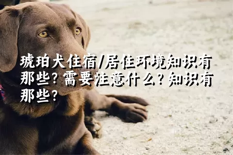 琥珀犬住宿/居住环境知识有那些？需要注意什么？知识有那些？