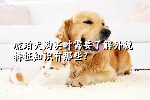 琥珀犬购买时需要了解外貌特征知识有那些？  