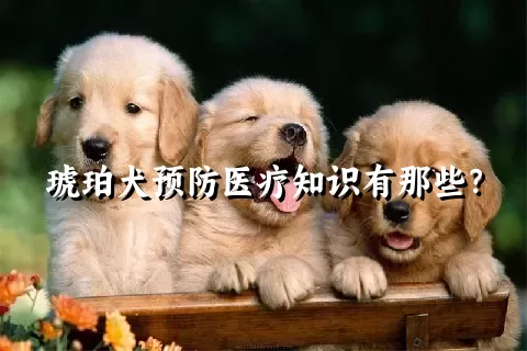 琥珀犬预防医疗知识有那些？