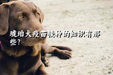 琥珀犬疫苗接种的知识有那些？