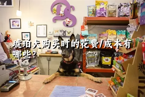 琥珀犬购买时的花费/成本有哪些？