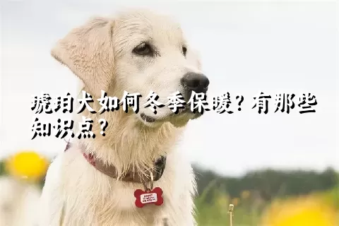 琥珀犬如何冬季保暖？有那些知识点？