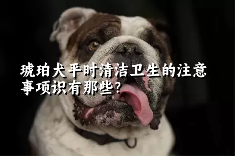 琥珀犬平时清洁卫生的注意事项识有那些？ 