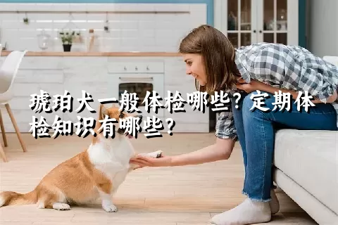 琥珀犬一般体检哪些？定期体检知识有哪些？